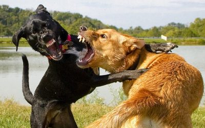Dog On Dog Aggression