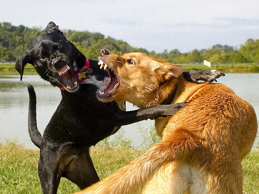 Dog On Dog Aggression