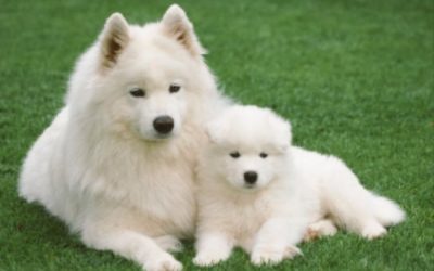 How To Introduce A Puppy Into A Home With An Adult Dog
