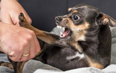 Dog On Person Aggression