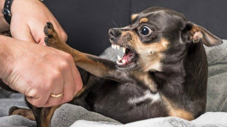 Dog On Person Aggression