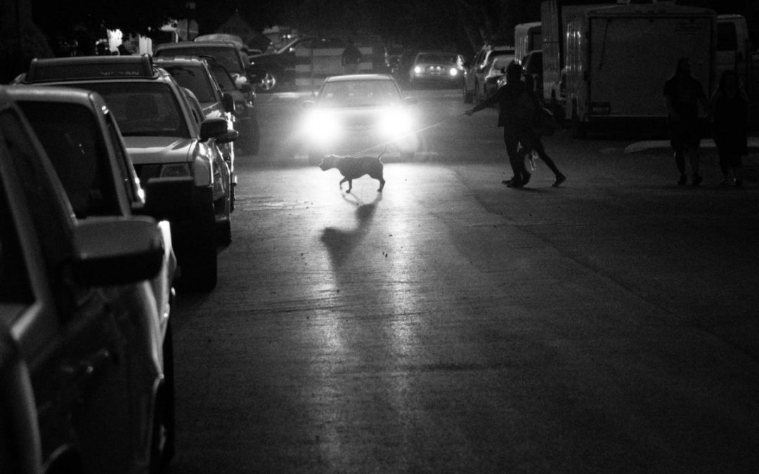 Dogs Being Walking With A Flexi-Lead