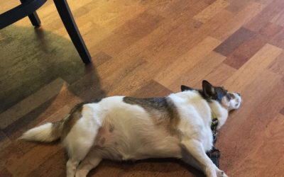Dogs, Coffee Bars & Dog Friendly Retailers