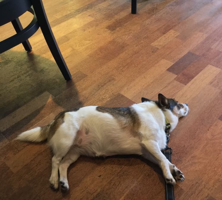 Dogs, Coffee Bars & Dog Friendly Retailers