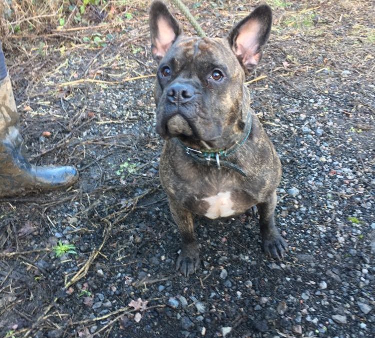 Dogs In The Presence Of Other Animals