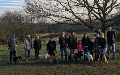 Dog Pack Walks