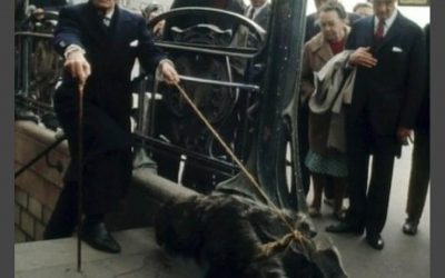 Dogs Out Of Control On Walks