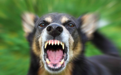 Dog Reactivity / Aggression Seminar