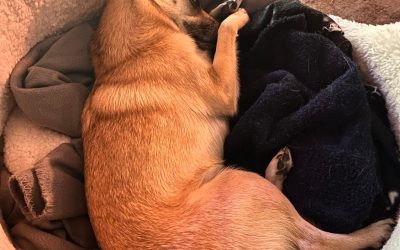 How Sandie The Rescue Dog Is Doing So Great