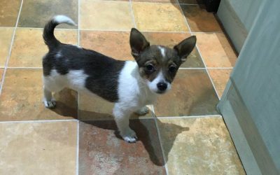 Luna’s Coming Home Anniversary