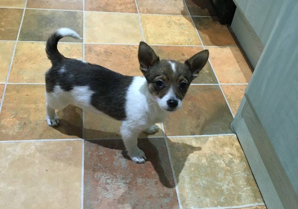 Luna’s Coming Home Anniversary