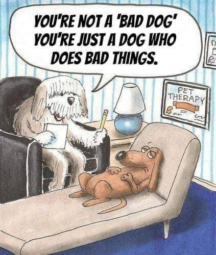 What Does Your dog Need From You?