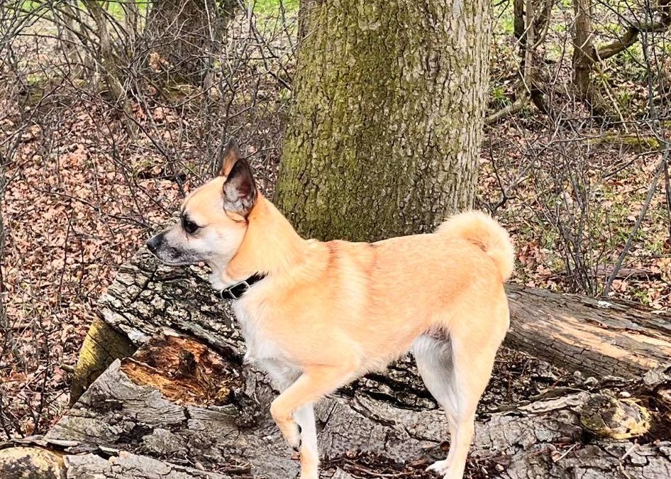 Dog Training Ideas – How To Use ‘Shaping’ & ‘Chaining’